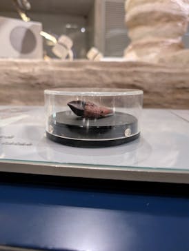 国立科学博物館に投稿された画像（2025/6/1）