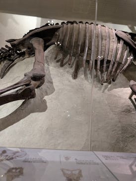 国立科学博物館に投稿された画像（2025/6/1）