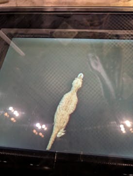 国立科学博物館に投稿された画像（2025/6/1）