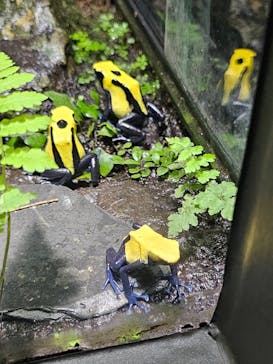 サンシャイン水族館に投稿された画像（2025/6/2）