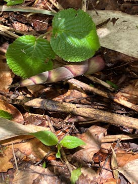 休暇村岩手網張温泉に投稿された画像（2025/6/2）