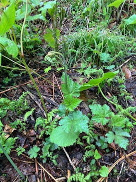 休暇村岩手網張温泉に投稿された画像（2025/6/2）