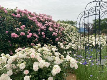 いばらきフラワーパークに投稿された画像（2025/6/2）