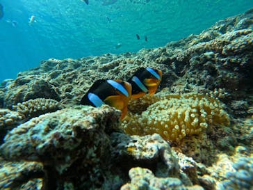 沖縄マリンサービス碧に投稿された画像（2025/6/2）