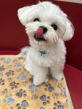 いぬカフェRio ゆめタウン佐賀店に投稿された画像（2025/6/2）