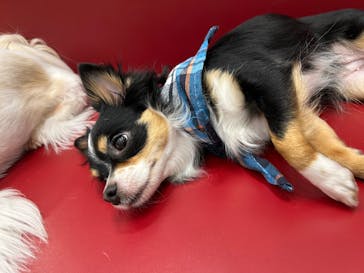 いぬカフェRio ゆめタウン佐賀店に投稿された画像（2025/6/2）