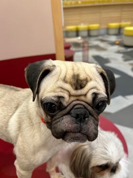 いぬカフェRio ゆめタウン佐賀店に投稿された画像（2025/6/2）