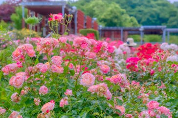 ぎふワールド・ローズガーデンに投稿された画像（2025/6/2）