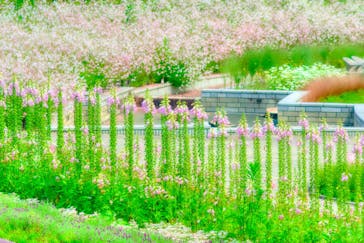 ぎふワールド・ローズガーデンに投稿された画像（2025/6/2）