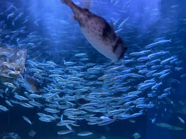 マクセル アクアパーク品川に投稿された画像（2025/6/2）