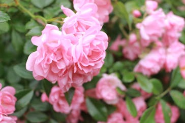 ACAO FORESTに投稿された画像（2025/6/2）