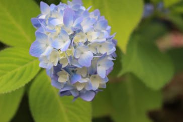 ACAO FORESTに投稿された画像（2025/6/2）