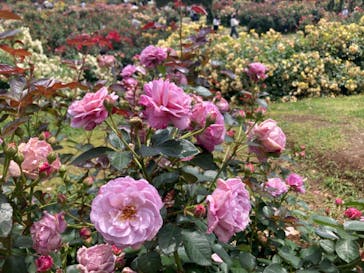 京成バラ園に投稿された画像（2025/6/2）