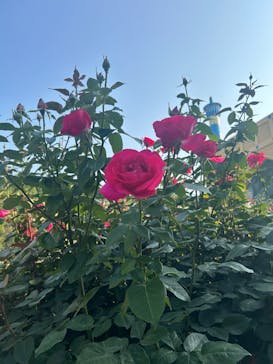 レオマリゾートに投稿された画像（2025/6/2）