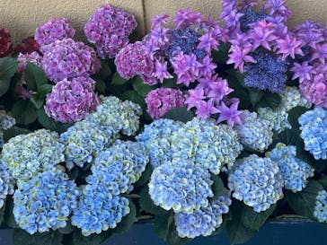 レオマリゾートに投稿された画像（2025/6/2）