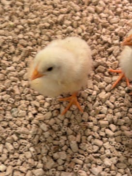 Moff animal cafe イオンモール幕張新都心店に投稿された画像（2025/6/2）