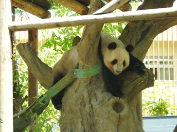 恩賜上野動物園に投稿された画像（2025/6/2）