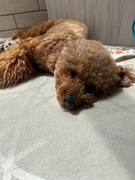 いぬカフェRio 原宿竹下通り店に投稿された画像（2025/6/2）