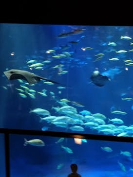 四国水族館に投稿された画像（2025/6/2）