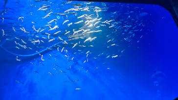 新江ノ島水族館に投稿された画像（2025/6/2）