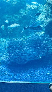 新江ノ島水族館に投稿された画像（2025/6/2）