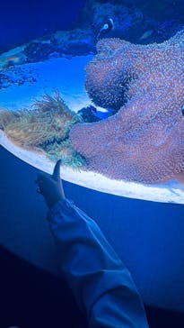 新江ノ島水族館に投稿された画像（2025/6/2）