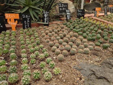 伊豆シャボテン動物公園に投稿された画像（2025/6/2）