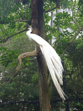 伊豆シャボテン動物公園に投稿された画像（2025/6/2）