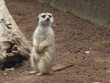 伊豆シャボテン動物公園に投稿された画像（2025/6/2）