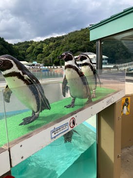 下田海中水族館に投稿された画像（2025/6/2）