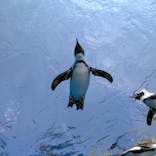 サンシャイン水族館に投稿された画像（2025/6/2）