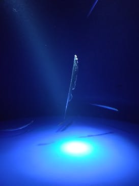 サンシャイン水族館に投稿された画像（2025/6/2）