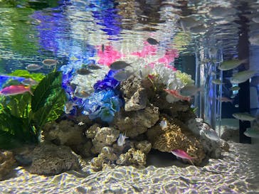 マクセル アクアパーク品川に投稿された画像（2025/6/2）