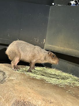 マクセル アクアパーク品川に投稿された画像（2025/6/2）