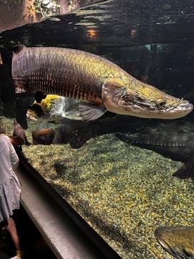 世界淡水魚園水族館　アクア・トトぎふに投稿された画像（2025/6/2）