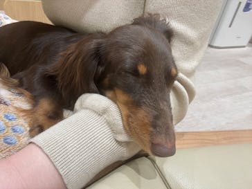 いぬカフェRio 鎌倉小町通り店に投稿された画像（2025/6/2）