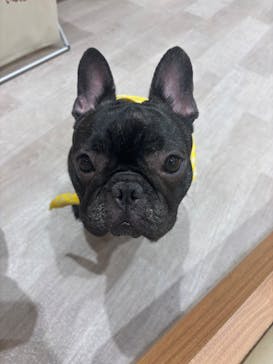 いぬカフェRio 鎌倉小町通り店に投稿された画像（2025/6/2）