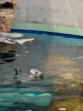 しながわ水族館に投稿された画像（2025/6/2）