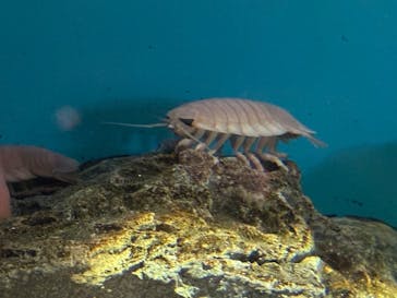 アクアワールド茨城県大洗水族館に投稿された画像（2025/6/2）