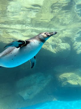 アクアワールド茨城県大洗水族館に投稿された画像（2025/6/2）