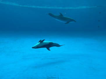 アクアワールド茨城県大洗水族館に投稿された画像（2025/6/2）
