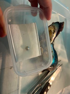 しながわ水族館に投稿された画像（2025/6/2）