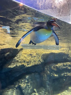 マクセル アクアパーク品川に投稿された画像（2025/6/2）