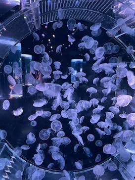 マクセル アクアパーク品川に投稿された画像（2025/6/2）