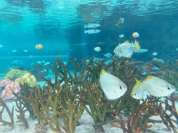 鴨川シーワールドに投稿された画像（2025/6/2）