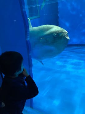 アクアワールド茨城県大洗水族館に投稿された画像（2025/6/2）
