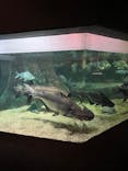 世界淡水魚園水族館　アクア・トトぎふに投稿された画像（2025/6/2）
