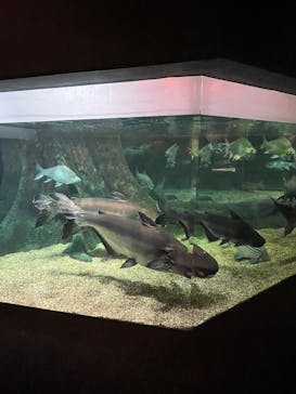 世界淡水魚園水族館　アクア・トトぎふに投稿された画像（2025/6/2）