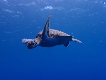  マリンショップHAPPYに投稿された画像（2025/6/2）