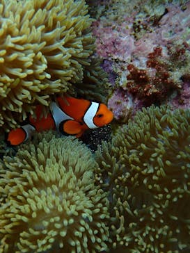  マリンショップHAPPYに投稿された画像（2025/6/2）